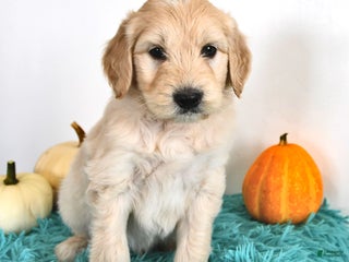 Goldendoodle dogs - Ad 7