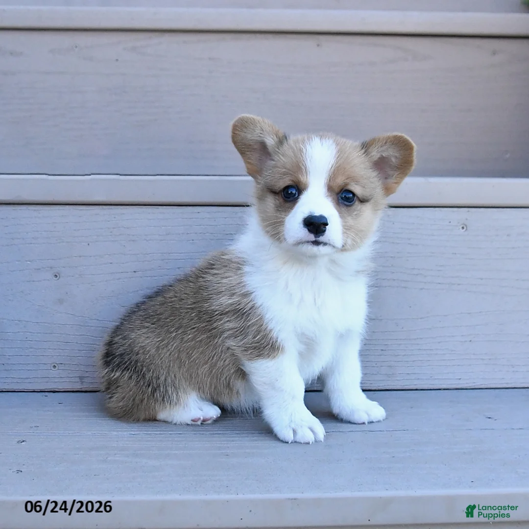 Welsh Corgi Pembroke dogs for sale: Penny - Ad 1