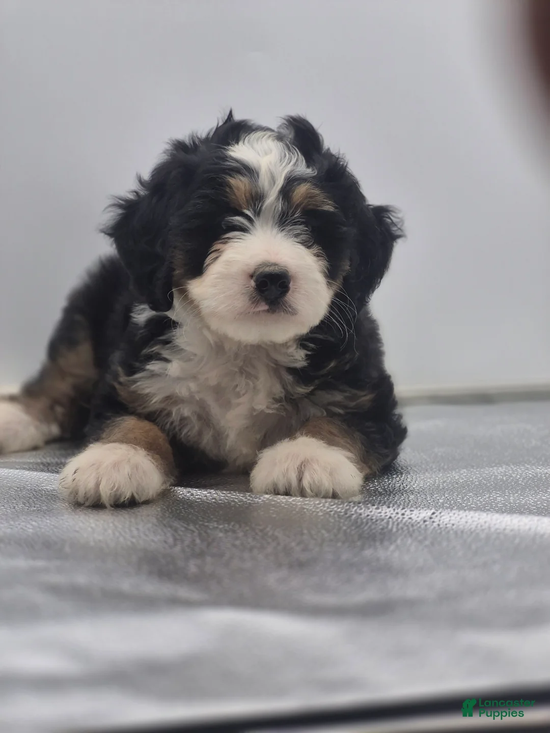 Bernedoodle dogs for sale: Dom  - Ad 2