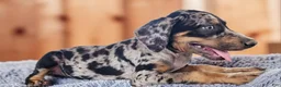 Catahoula Leopard Dog dogs for sale: Bug 2026 Female 1 - Ad 6