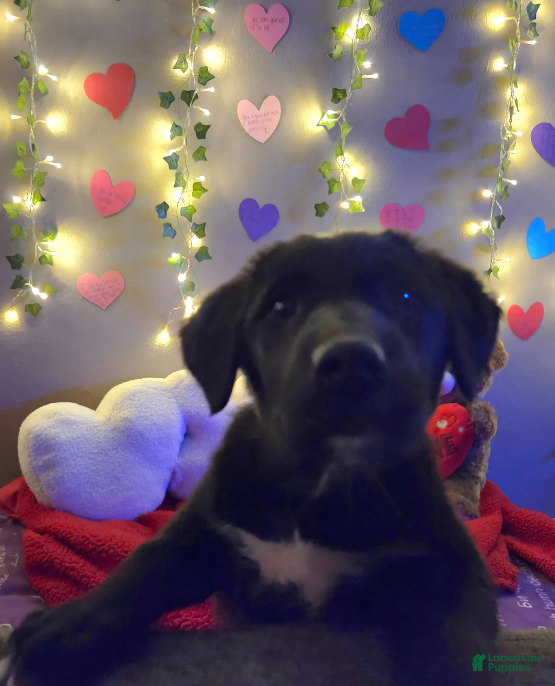 Mixed Breed dogs for sale: Pink Lady  - Ad 4