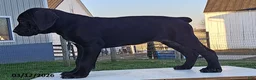 Cane Corso dogs for sale: Aven - Ad 3