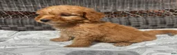 Miniature Poodle dogs for sale: 1 Chucky - Ad 4