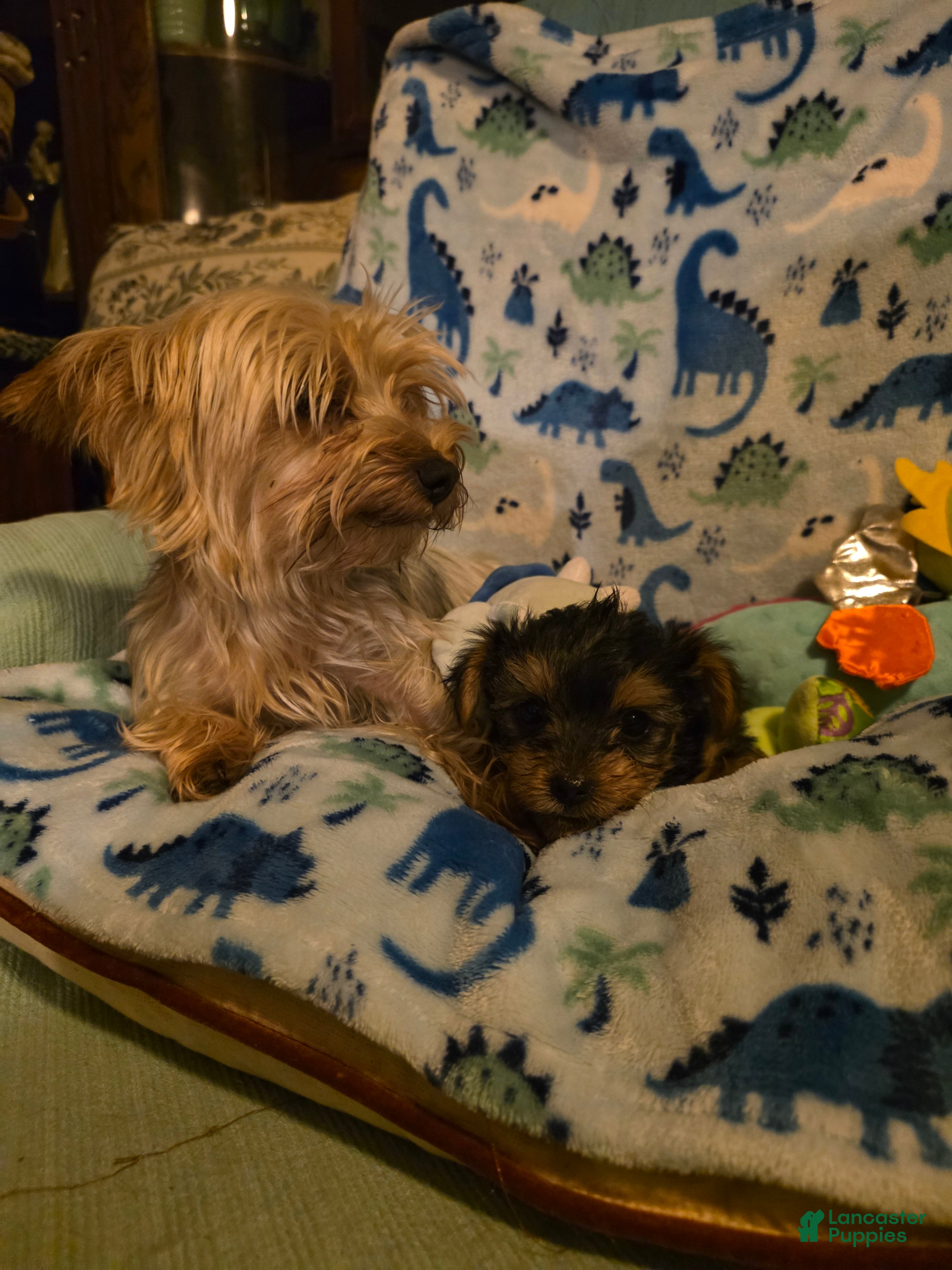 Yorkshire Terrier dogs Yorkshire Terrier 1 - Ad 2