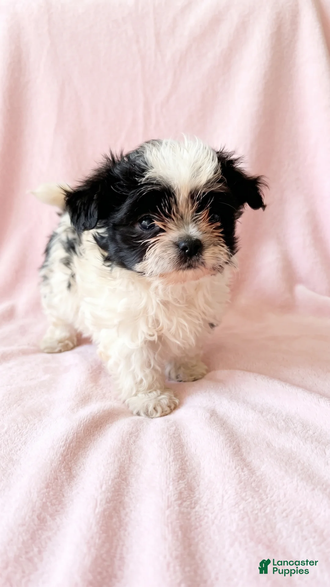 Mixed Breed dogs for sale: Quinn - Ad 1
