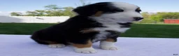 Australian Shepherd dogs for sale: Pilot - Ad 4