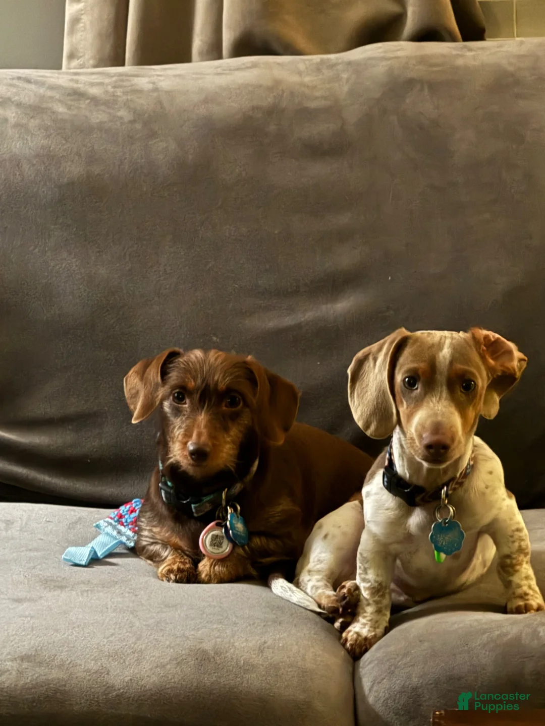 Miniature Dachshund dogs for sale: Miniature Dachshund 1 - Ad 15