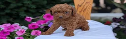 Toy Poodle dogs for sale: Zena - Ad 8