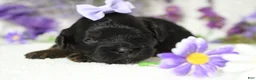 Toy Poodle dogs for sale: Hazel  - Ad 3