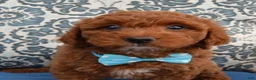 Cockapoo dogs for sale: Kenya - Ad 5