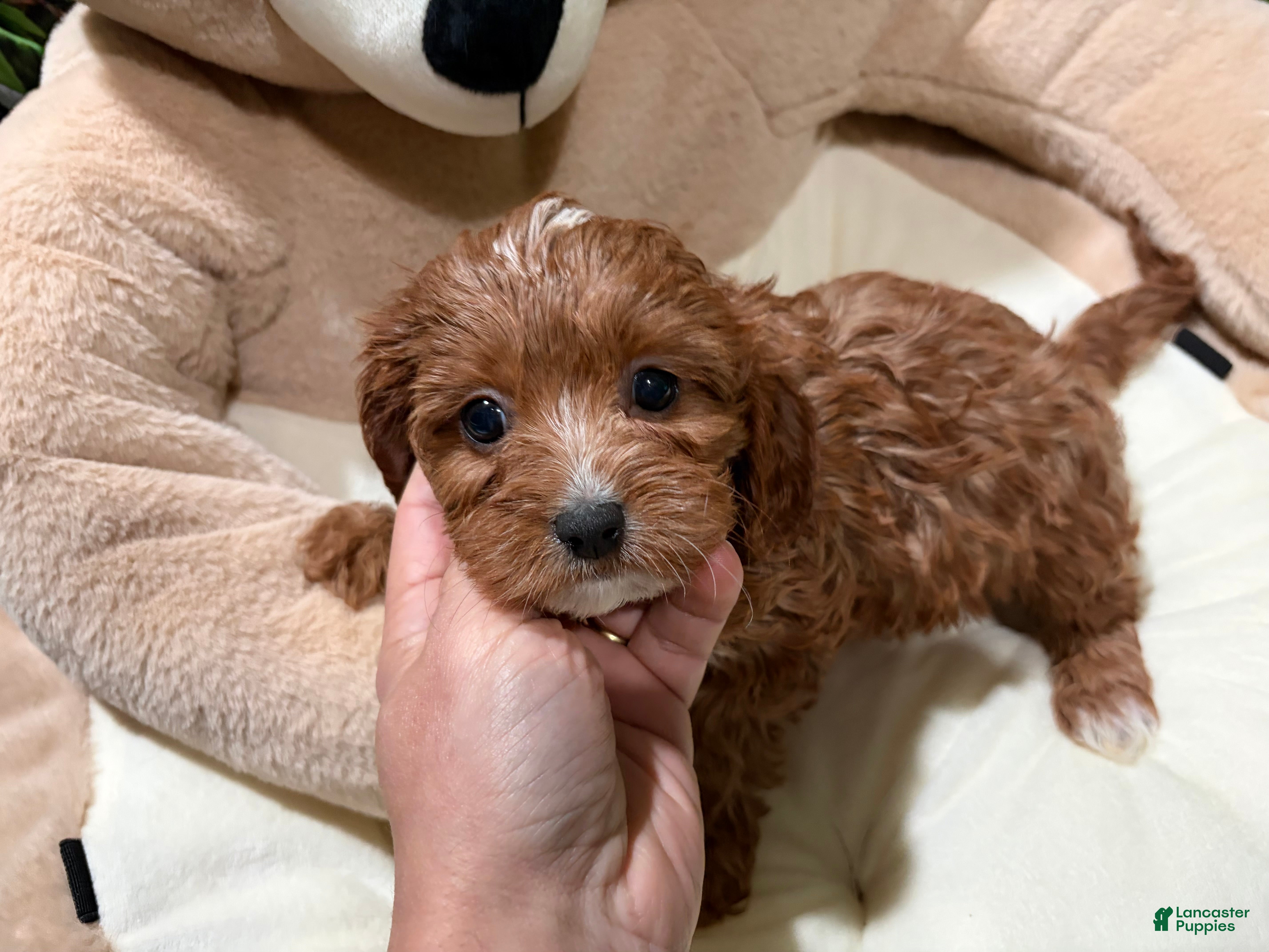 Cavapoo dogs KD - Ad 6