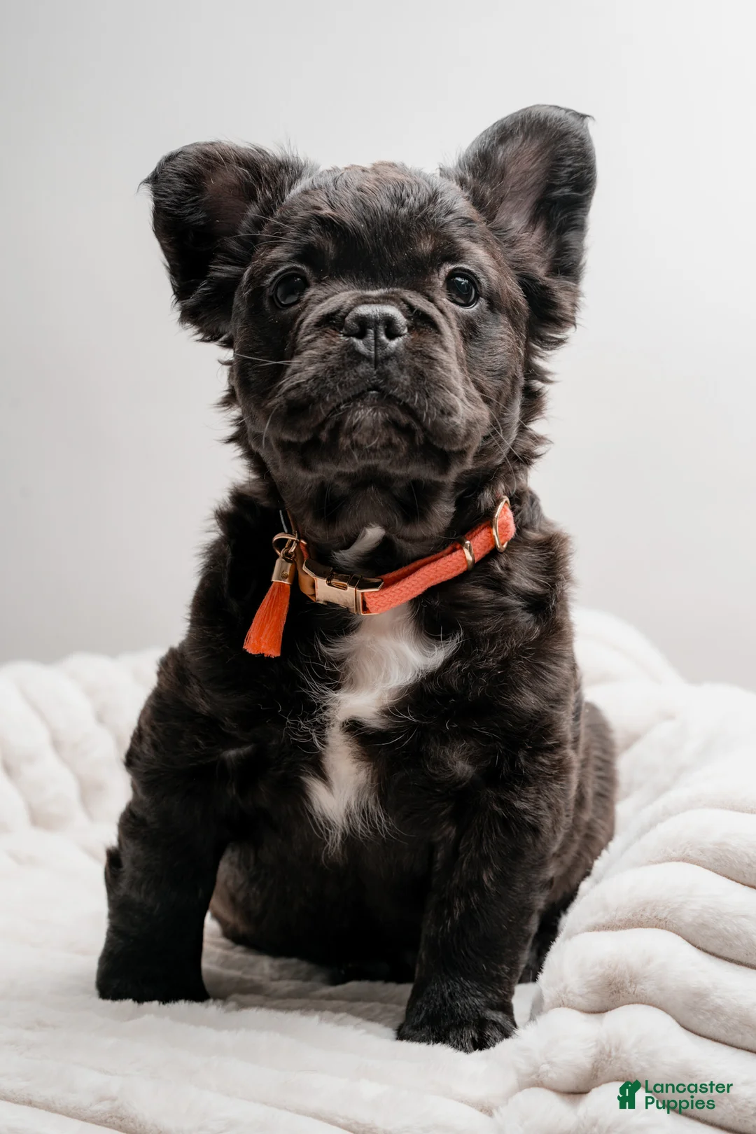 French Bulldog dogs for sale: ROSIE - Ad 1