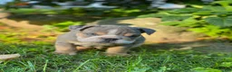 English Bulldog dogs for sale: Nicky - Ad 6