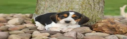 Beagle dogs for sale:  Copper 🐶 - Ad 14