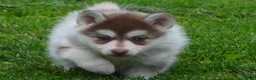 Pomsky dogs for sale: Sadie - Ad 7