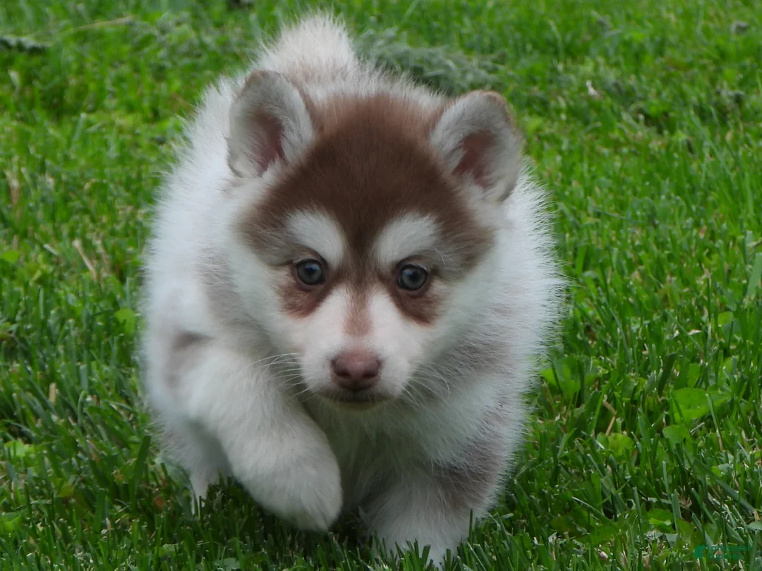 Pomsky dogs for sale: Sadie - Ad 7