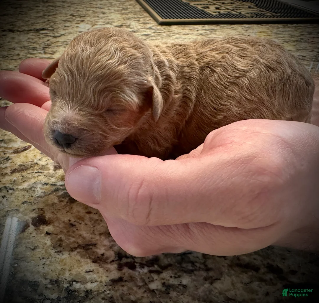 Miniature Poodle dogs for sale: Ricotta - Ad 1