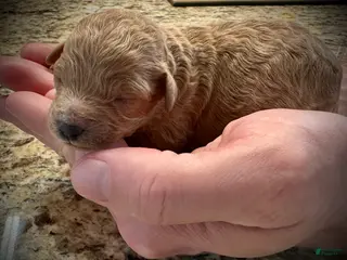 Miniature Poodle dogs Ricotta - Ad 11