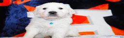 Golden Retriever dogs for sale: Louie - Ad 1