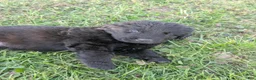 Newfoundland dogs for sale: Hayden - Ad 9