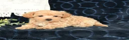 Maltipoo dogs for sale: Audrey - Ad 3