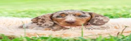 Miniature Dachshund dogs for sale: Sprinkles - Ad 2
