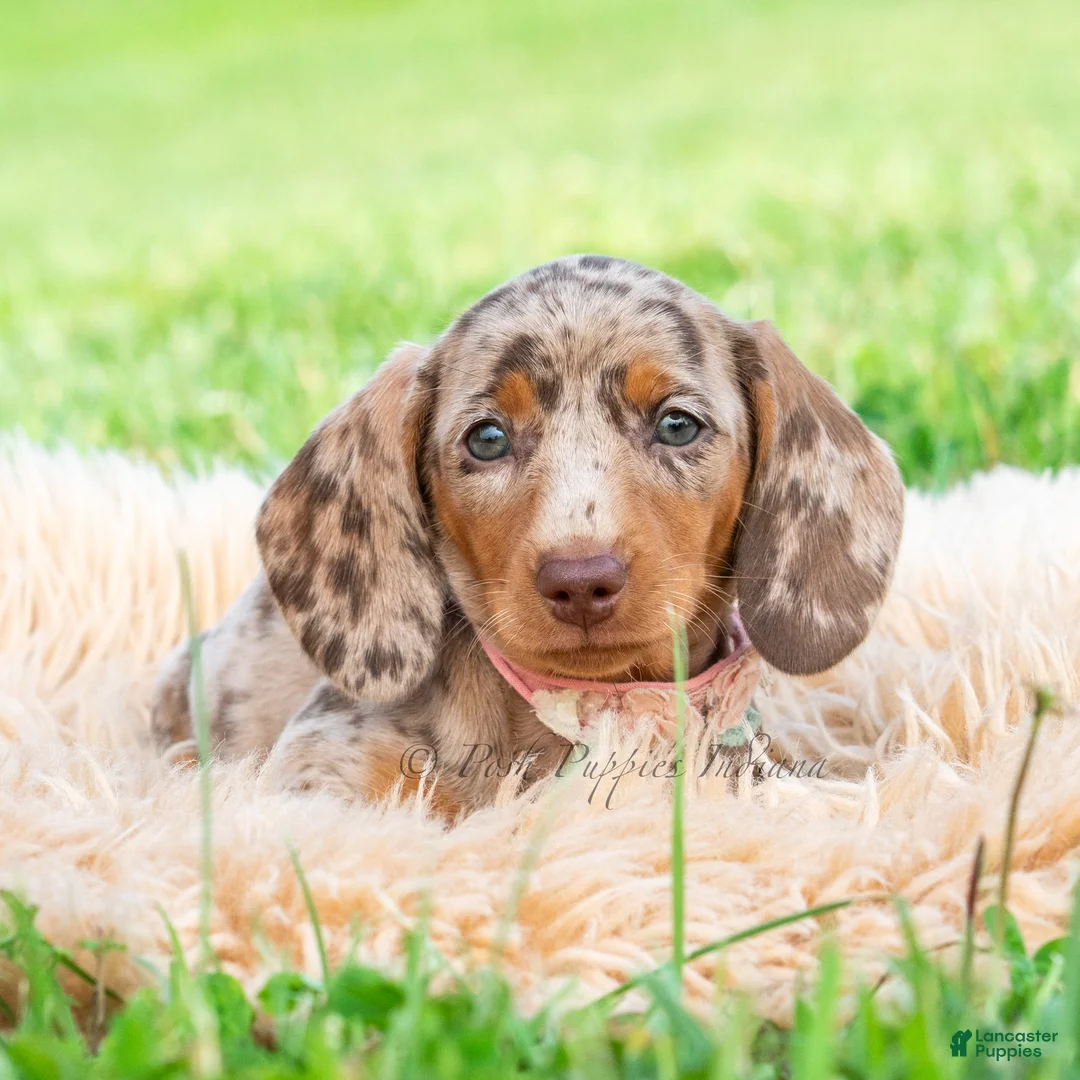 Miniature Dachshund dogs for sale: Sprinkles - Ad 2