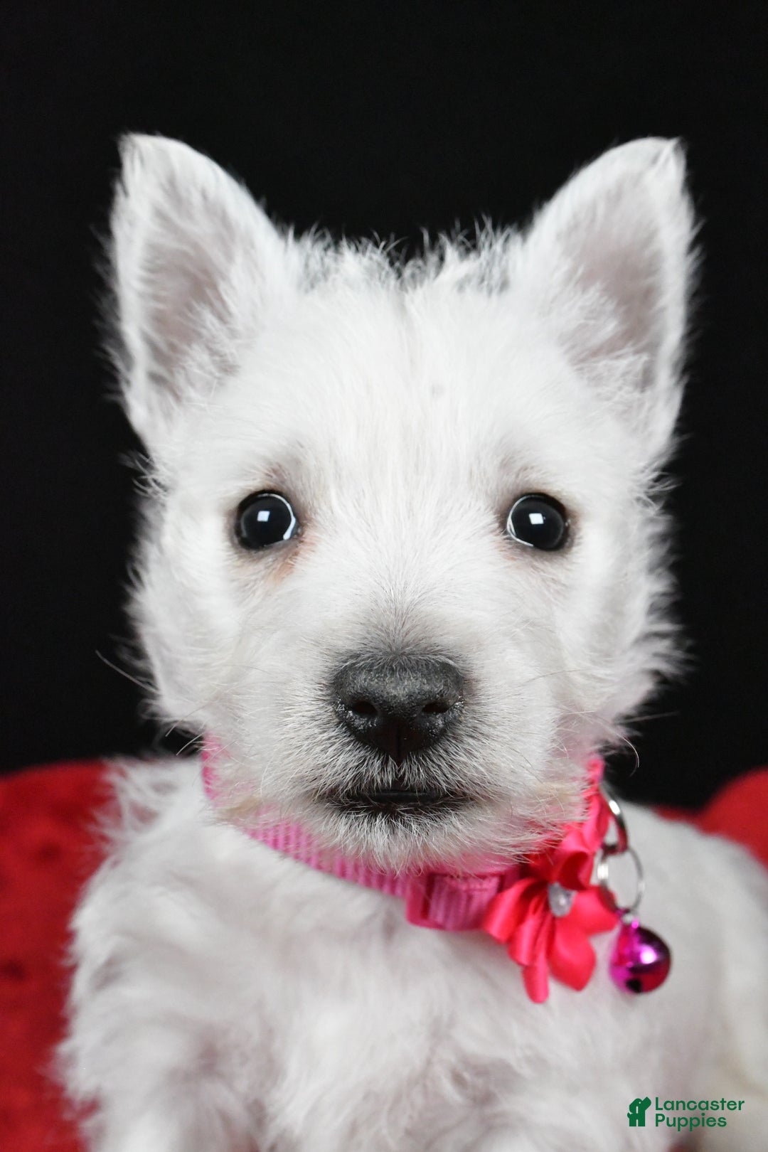 West Highland Terrier dogs for sale: Ellie - Ad 9