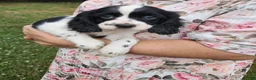 Mixed Breed dogs for sale: Skippy - Ad 7