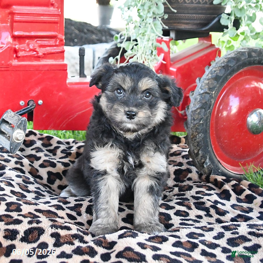 Pomapoo dogs Pepper - Ad 2