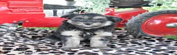 Pomapoo dogs for sale: Pepper - Ad 2