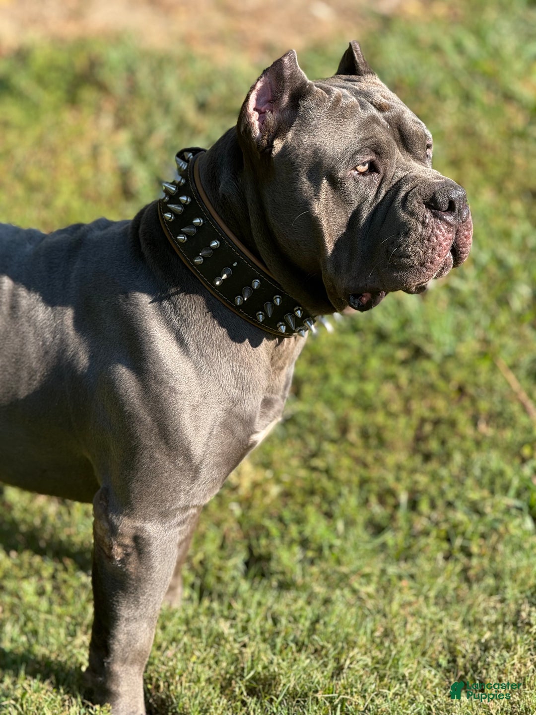 American Bully dogs for stud: American Bully (STUD) - Ad 8
