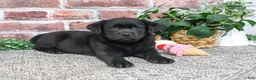 Labrador Retriever dogs for sale: Jade - Ad 1