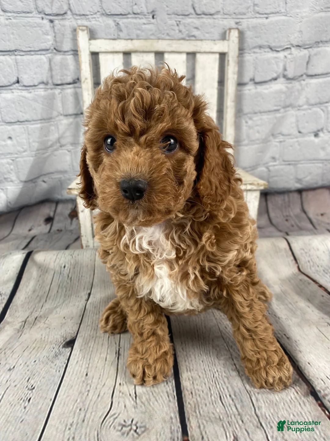 Cavapoo dogs for sale: Gracie - Ad 13