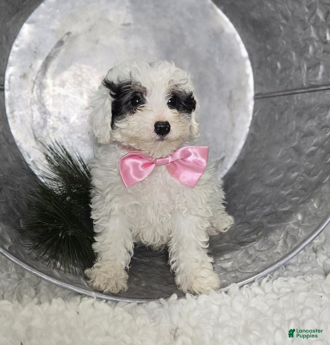 Pomapoo dogs for sale: Lolly - Ad 5