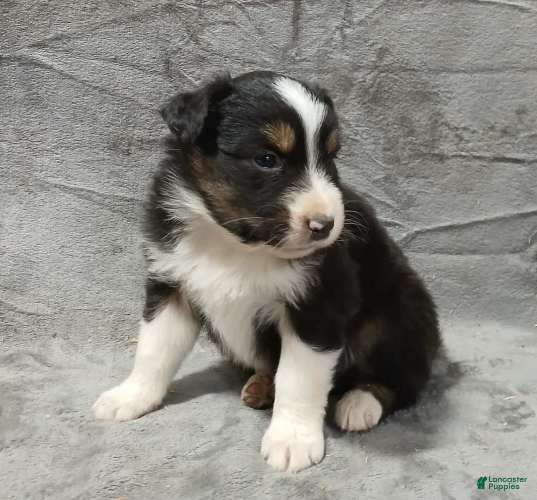 Australian Shepherd dogs for sale: Flynn - Ad 15