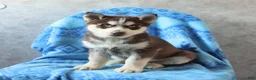 Siberian Husky dogs for sale: Tracker - Ad 1