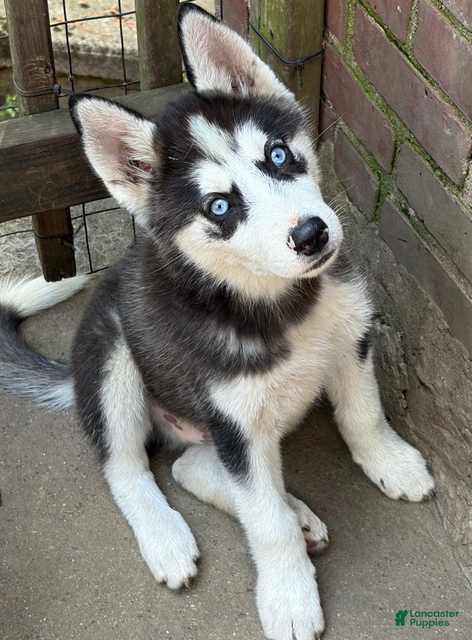 Mixed Breed dogs Firu - Ad 1