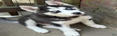 Firu