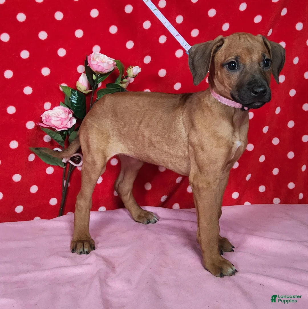 Rhodesian Ridgeback dogs for sale: Gracie - Ad 5