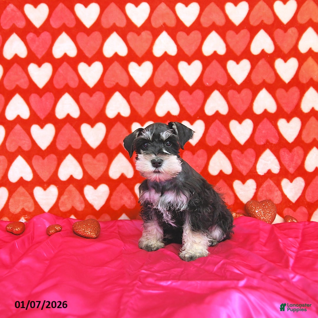 Miniature Schnauzer dogs for sale: Brad  - Ad 4