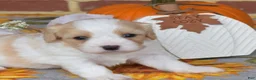 Cavachon dogs for sale: Chips - Ad 1