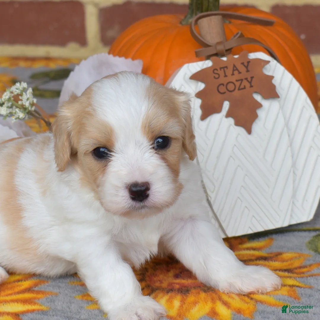 Cavachon dogs for sale: Chips - Ad 1