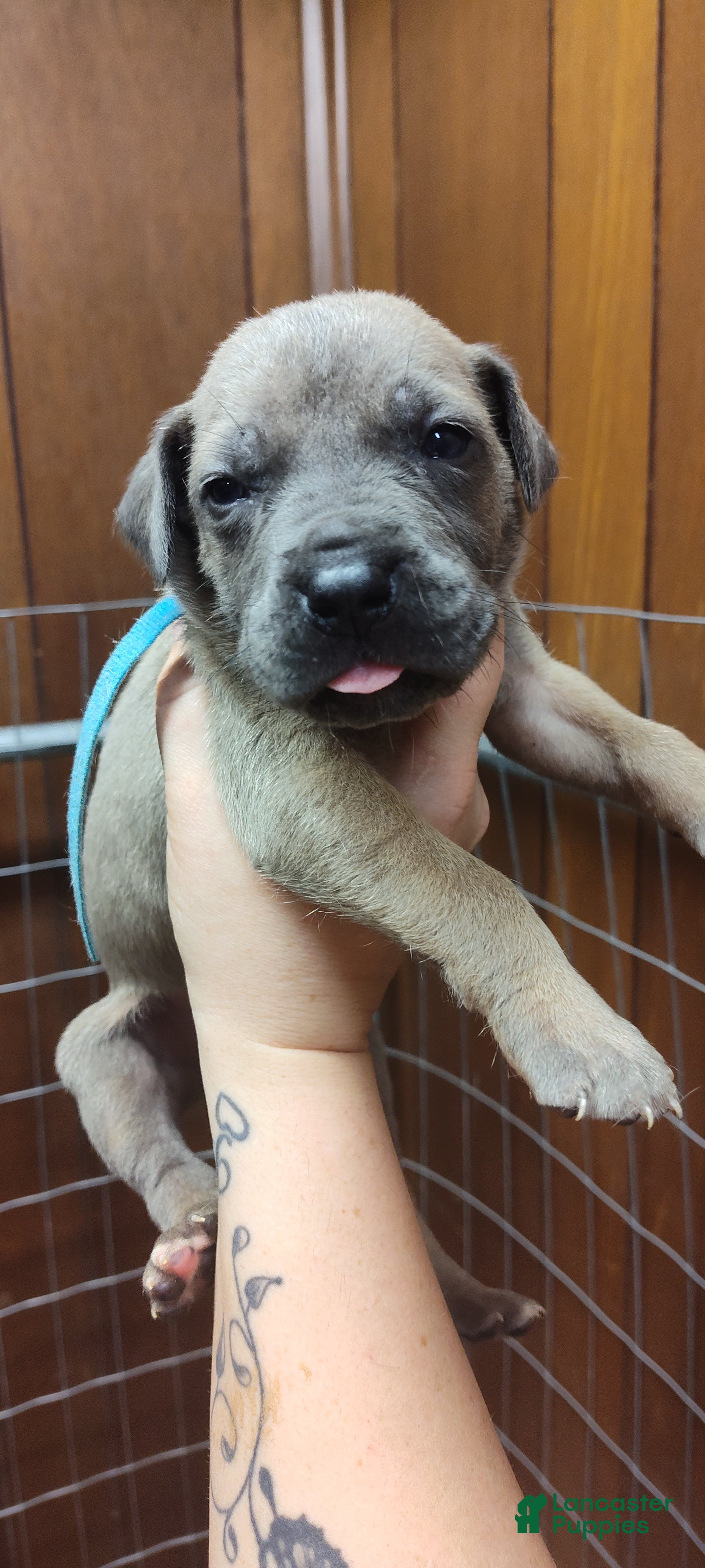 Great Dane dogs Great Dane Puppy 3 - Ad 6