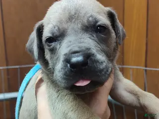 Great Dane dogs Great Dane Puppy 3 - Ad 6