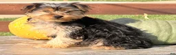 Yorkshire Terrier dogs for sale: Axel - Ad 9