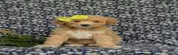 Mixed Breed dogs for sale: Mitzi Hypoallergenic - Ad 5
