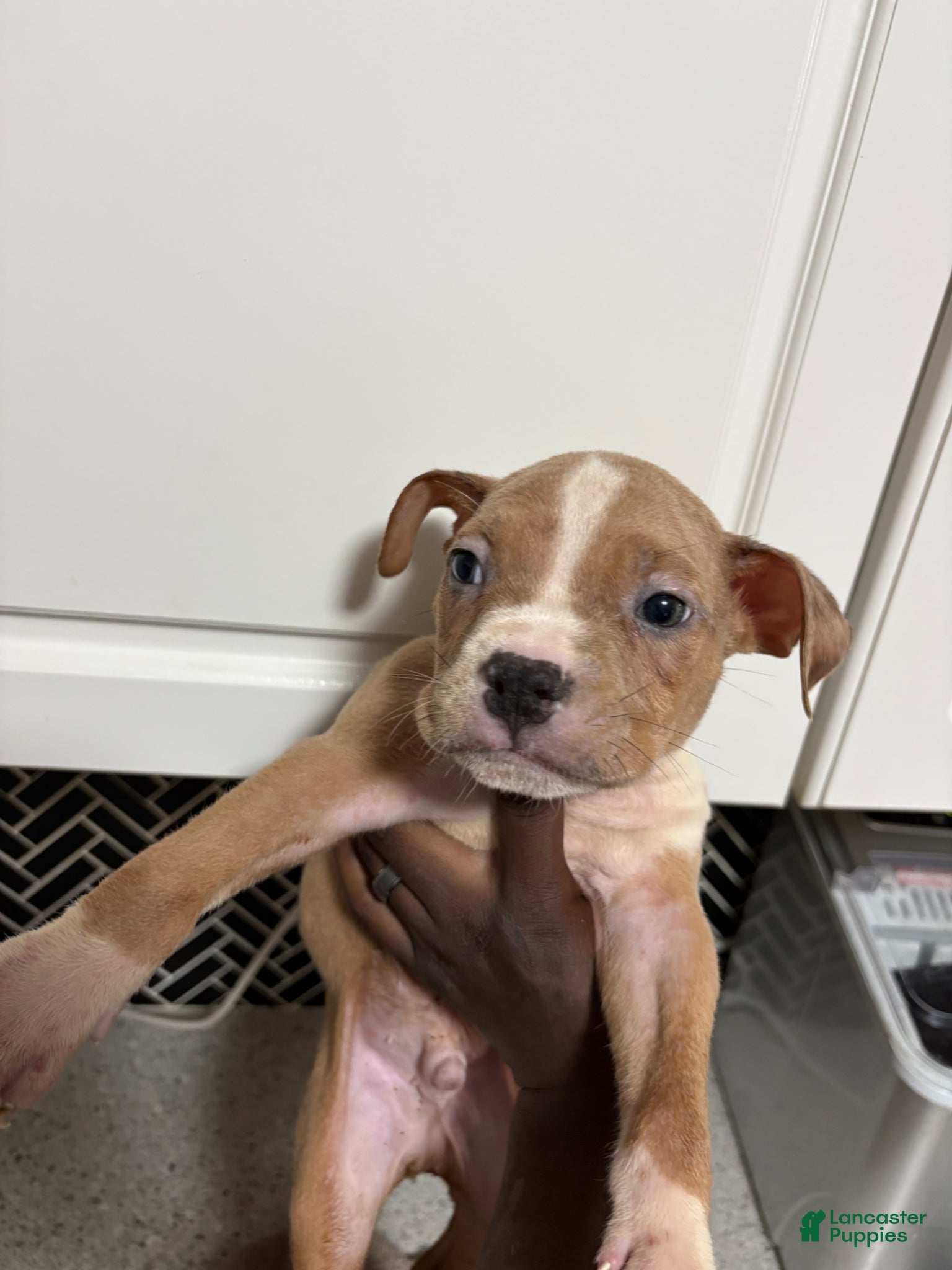 American Bully dogs American Bully Puppy 1 - Ad 13