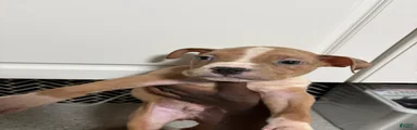 American Bully Puppy 1