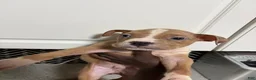 American Bully dogs for sale: American Bully Puppy 1 - Ad 1